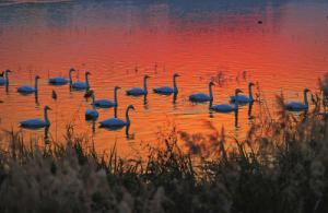 來約！萬只白天鵝在三門峽等你